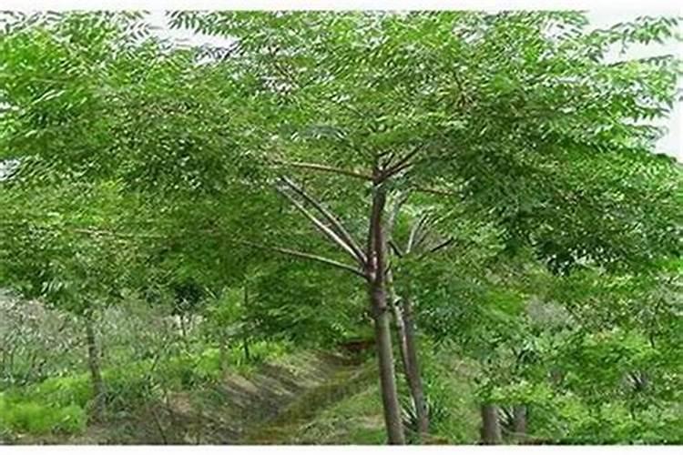 康舒科技股份有限公司康舒科技股份有限公司简介