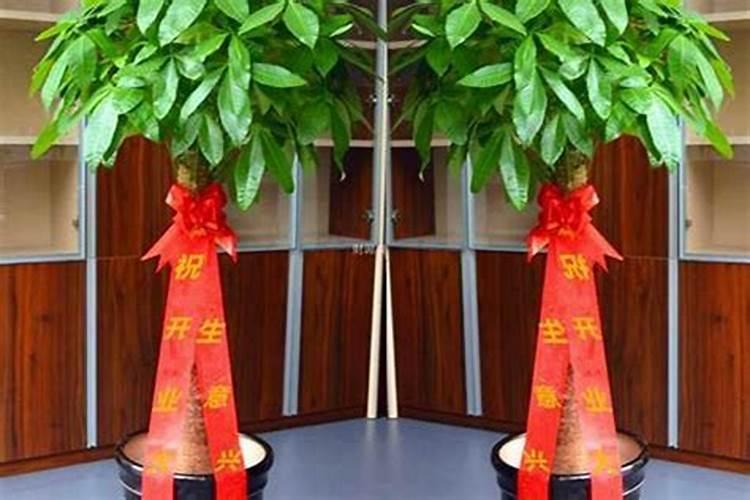 开业送什么盆栽植物比较好？