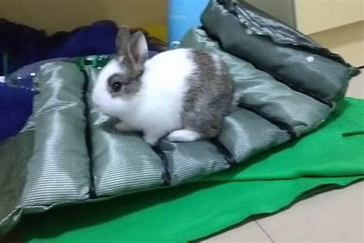 家里养兔子对风水财运好吗