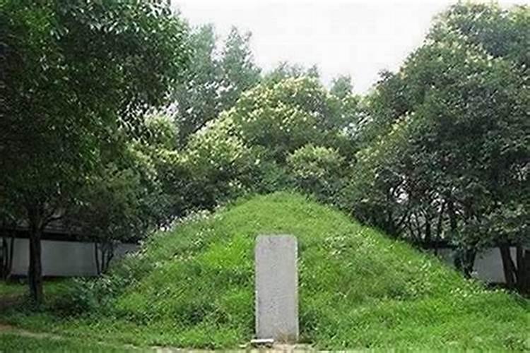 屋后栽什么树对屋的风水最好