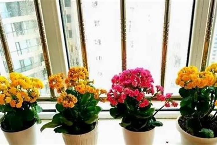 床头放什么花最旺风水