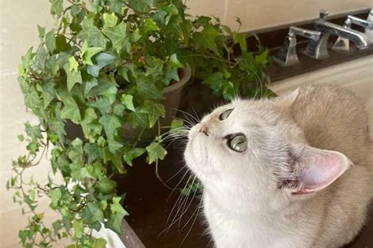 养什么猫辟邪最旺风水