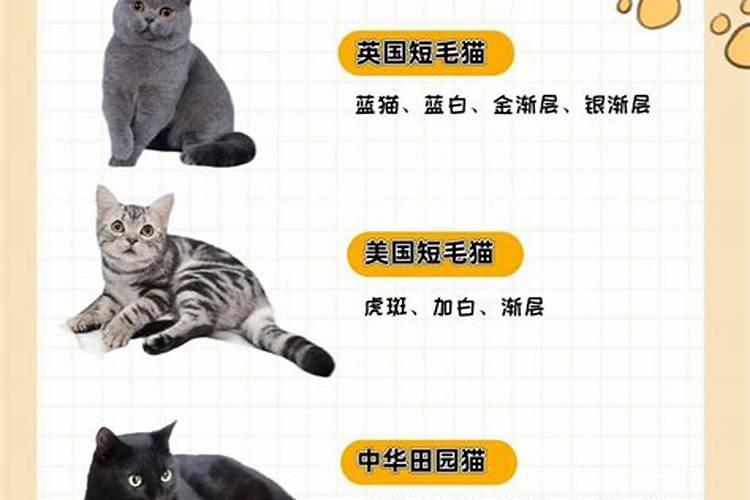 风水最旺养什么猫咪
