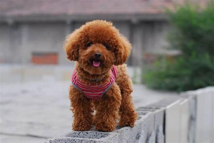 四大风水名猫是什么 有哪些寓意