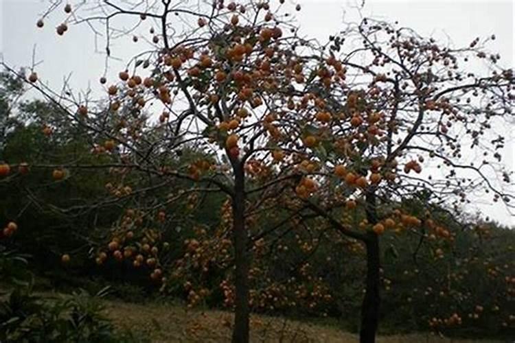 西宁看风水师傅哪里找？西宁风水大师排行榜前十名？西宁看风水一般给多...