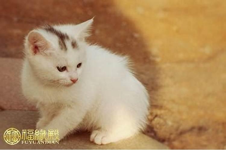 养猫会带来什么运气 有利于风水吗