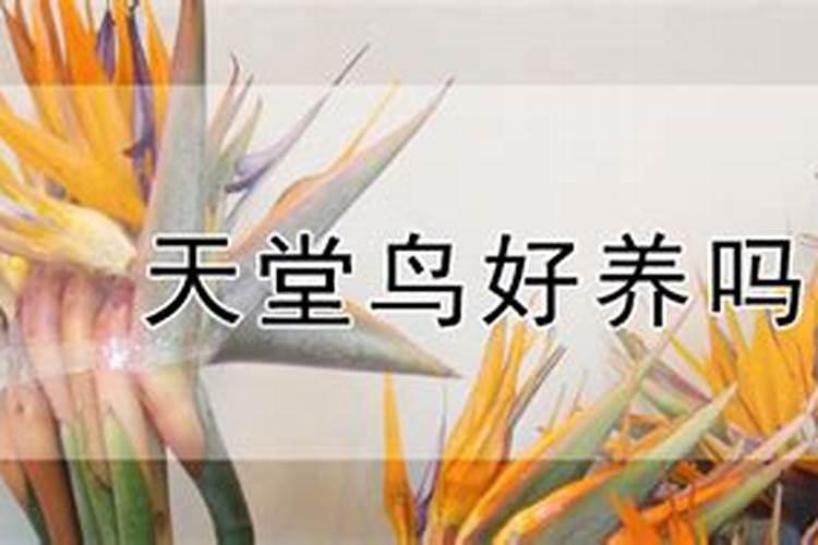 西南朝向房子的优缺点
