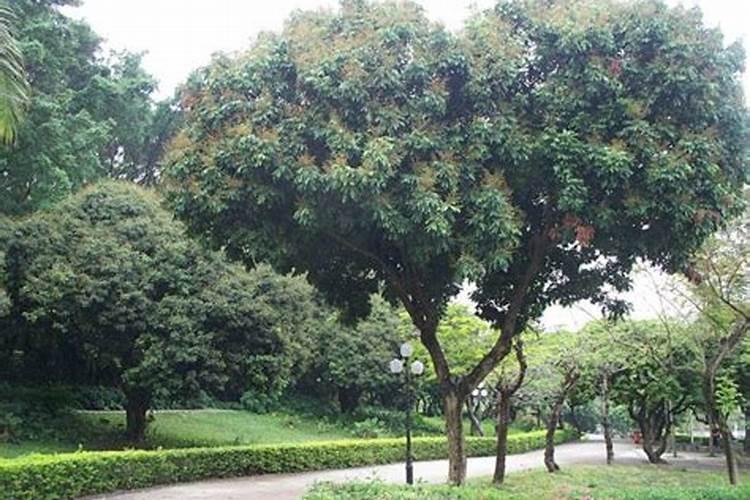 种龙眼树对风水好不,家里种什么果树风水好