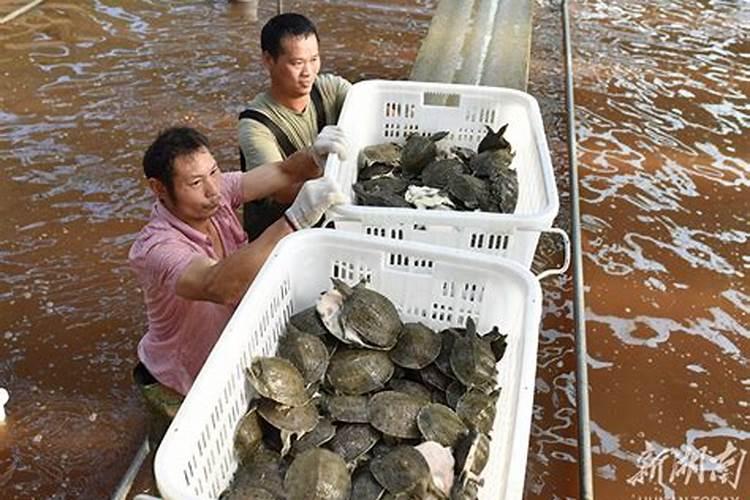 家里养甲鱼风水好吗
