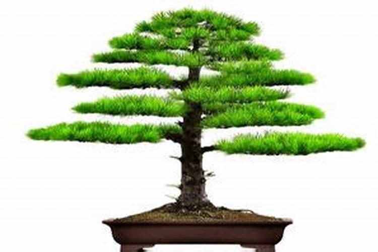 家里养雾松吉利吗,雾松盆栽适合在家养吗