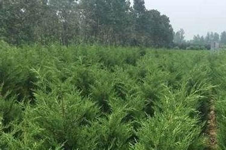 雾松的寓意和风水