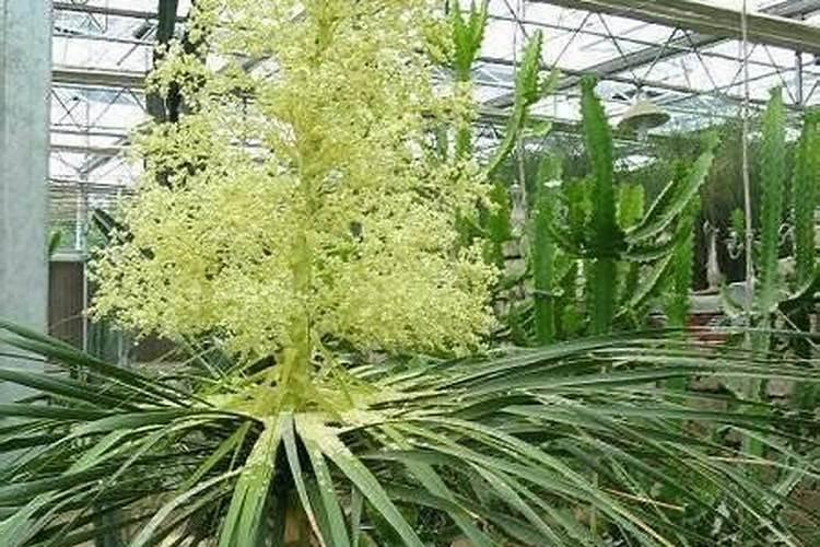院子里放鱼缸位置风水