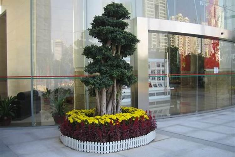 大门口种什么花能旺财 庭院大门放什么花招财