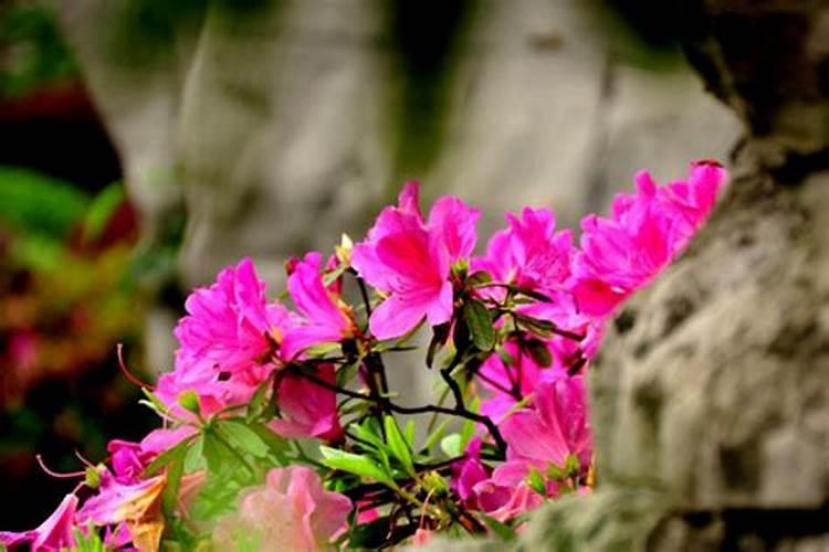 养杜鹃花不吉利 家养杜鹃花的好处