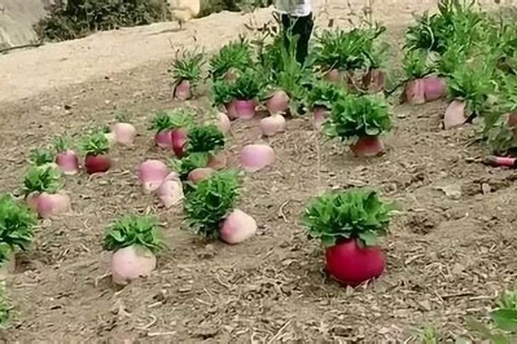 家里萝卜开花寓意