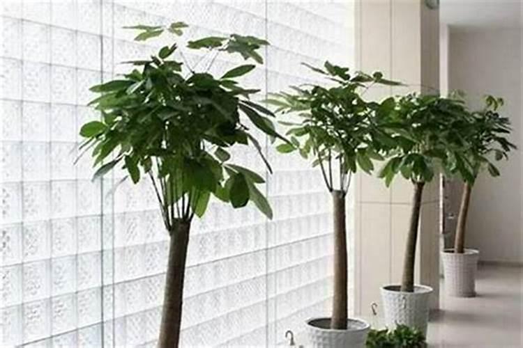 进门见什么花最好风水、最旺入门玄关植物