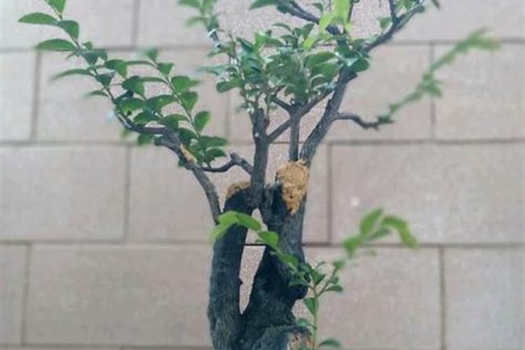 黑骨茶的风水寓意和摆放位置