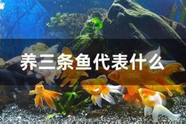 鱼缸里放多少鱼旺财 家里鱼缸要养几条鱼才最容易招财