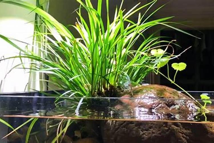 龟缸里养什么植物最好