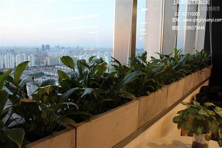窗台上的植物风水要注意什么方式