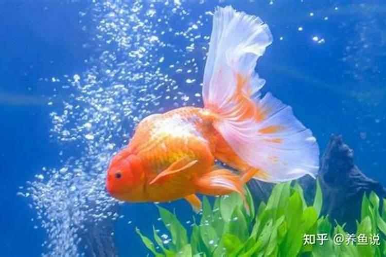 啥样的鱼最好养又旺财 什么鱼最好养又旺财