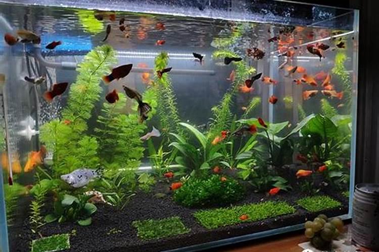 鱼缸养什么花最旺财运风水