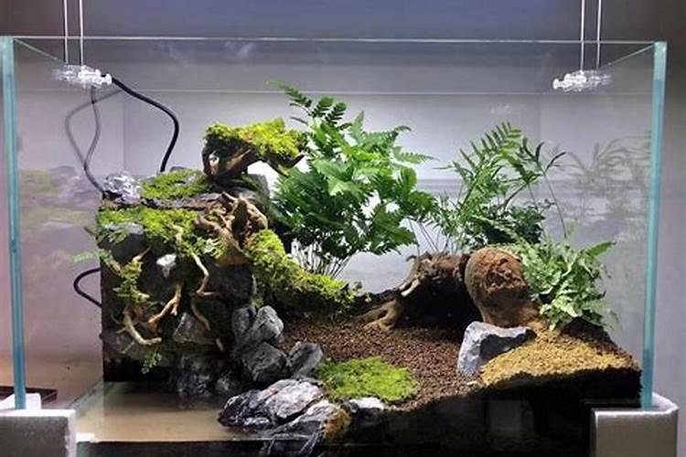 水缸里养什么植物最旺财