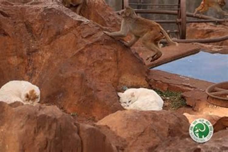 猫移出猴山的后续安排