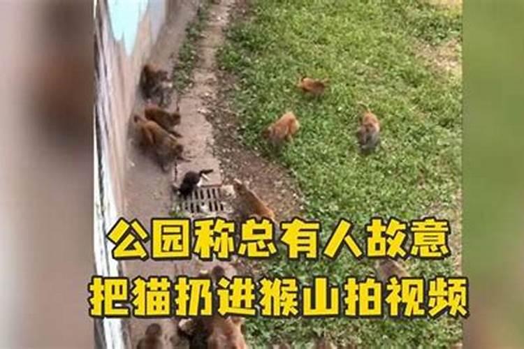 花猫滞留动物园惨被猴子撕咬,为什么没人管？