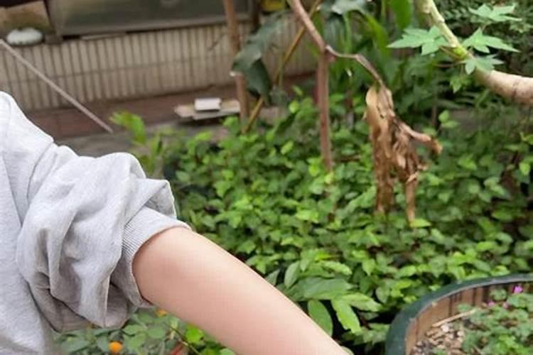 为什么蛇进家不吉利
