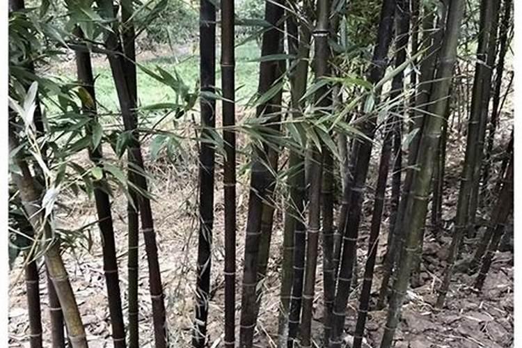 家里养紫竹风水好吗