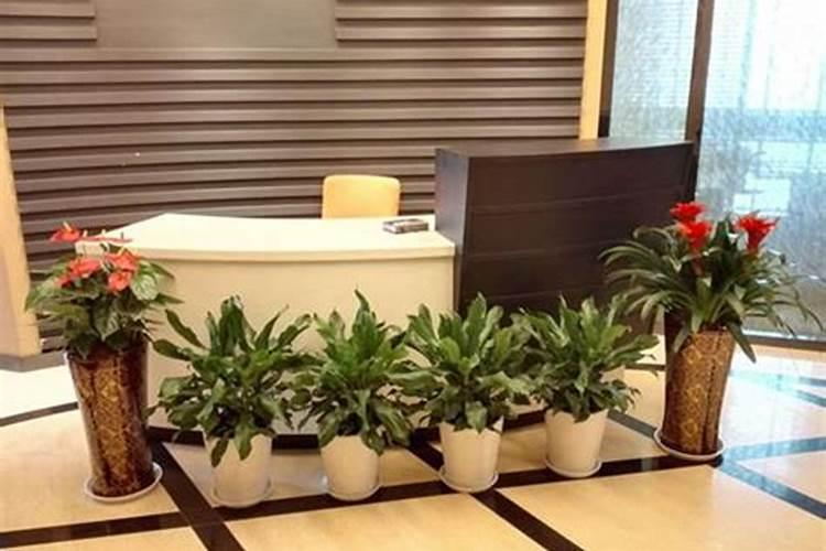 办公室门口放什么植物风水好