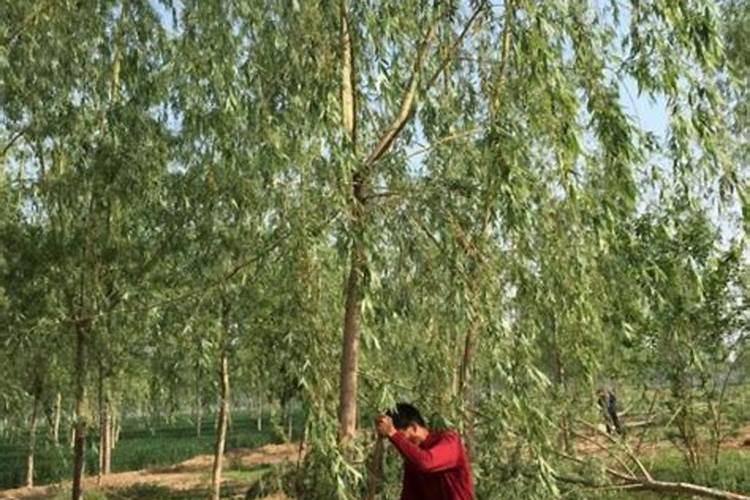 墓地栽什么树风水最好