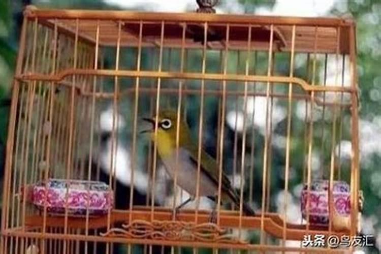 年轻人养鸟对运势不好,家里养鸟风水好不好