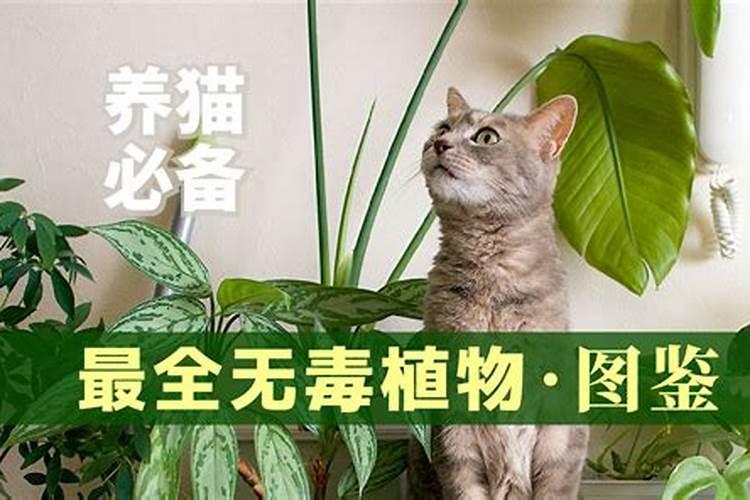 风水学上养猫到底好不好 什么颜色最旺财