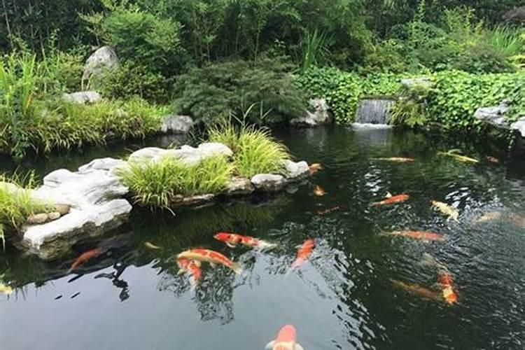 庭院风水鱼池好吗 有什么风水讲究