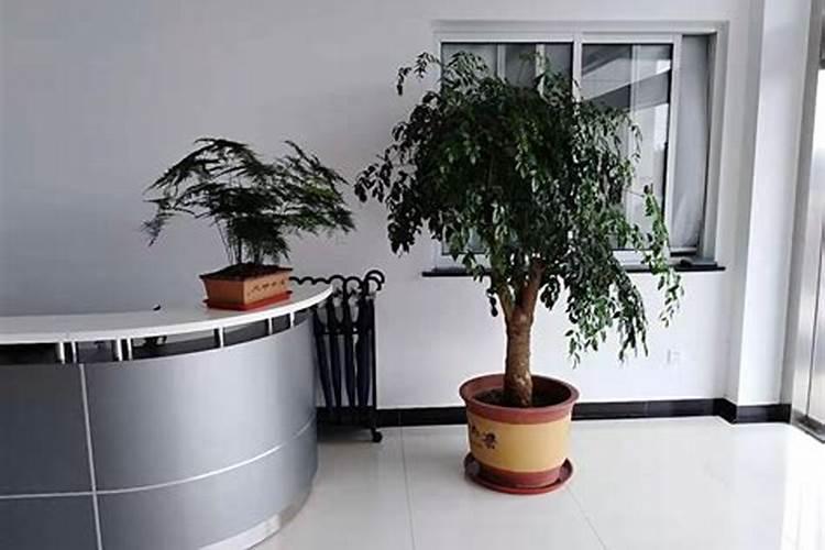 办公室风水摆件前十名有哪些