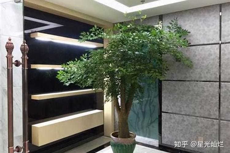 幸福树放在哪里好风水,阳台或者卧室寓意更佳