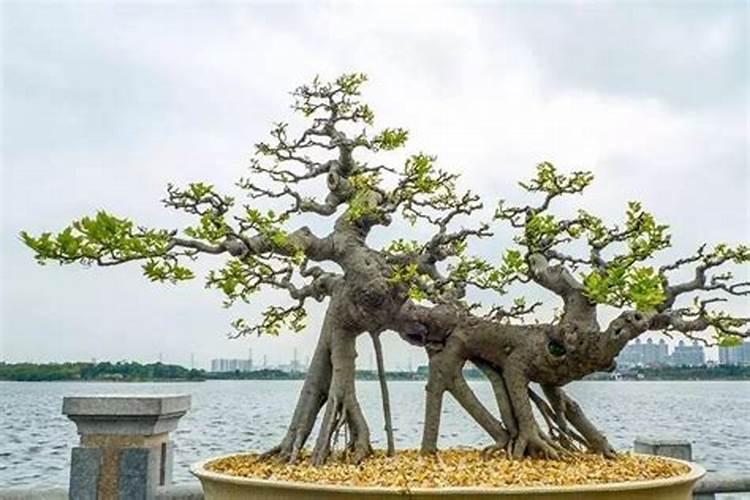 什么盆景最旺运