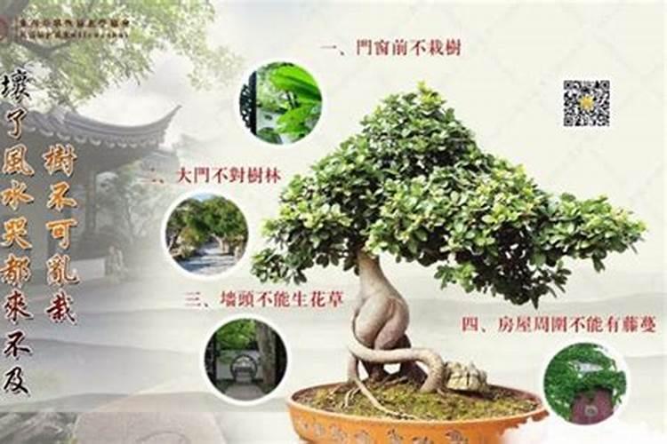 什么植物最旺自己财运