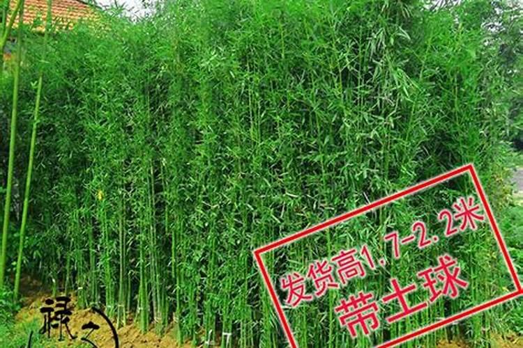 刺楸能种家门口风水好吗？