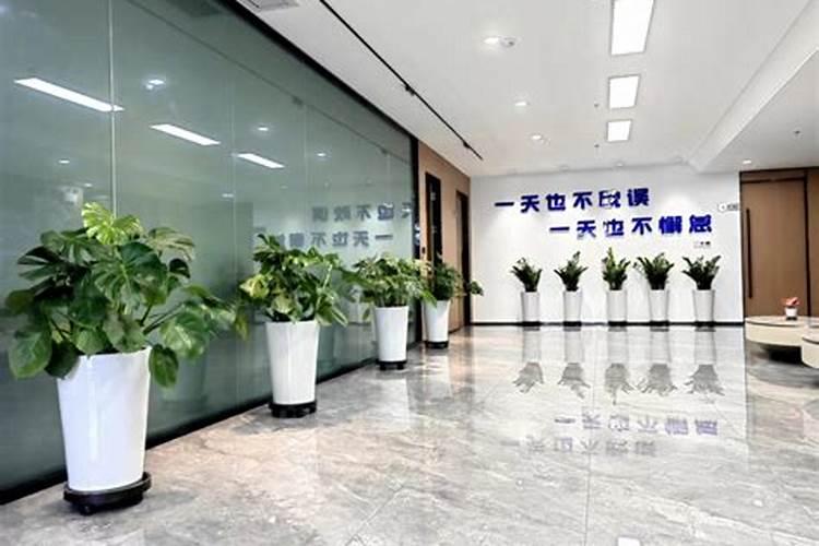 办公室必知的摆花风水攻略