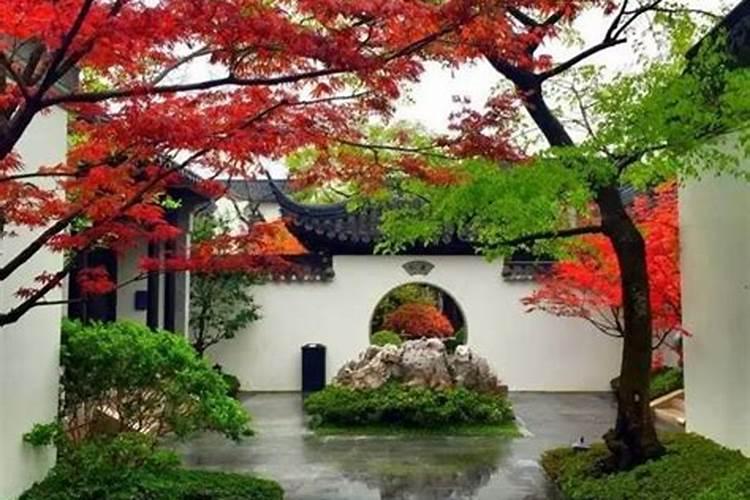 北方庭院十大吉祥之树,北方院子种什么树最吉利