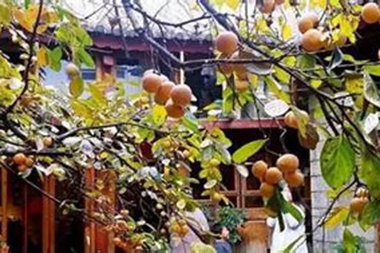 北方院子种什么花最旺风水