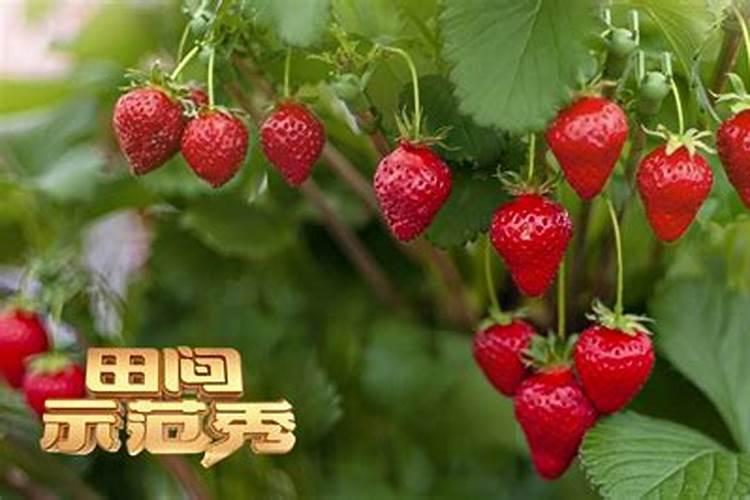 家里种草莓对风水好吗 家里阳台种草莓会破坏风水吗