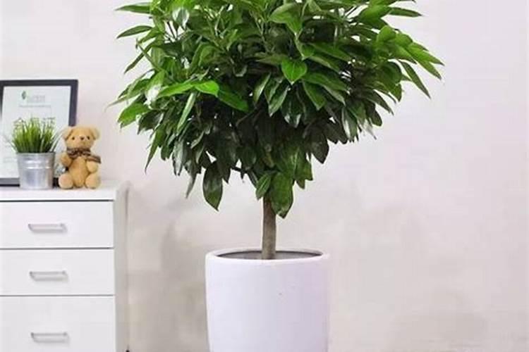 家放什么植物风水好 家放哪些植物风水好