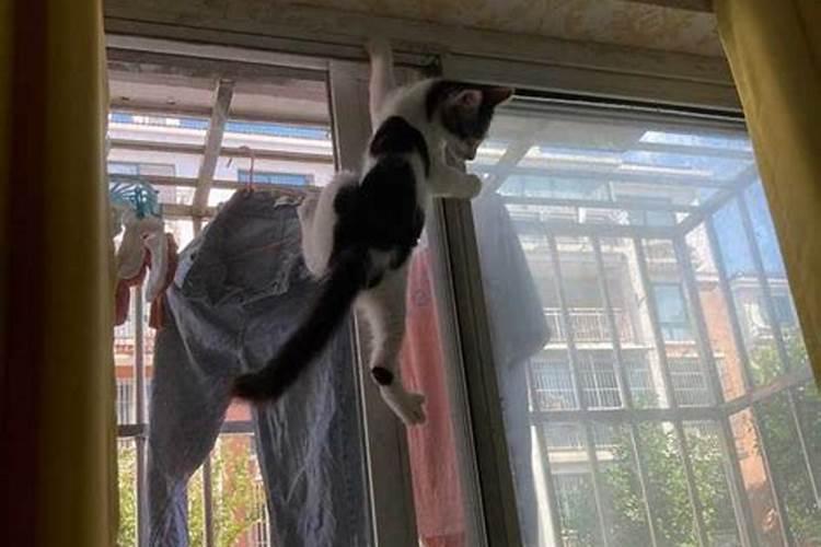 家里养猫对运气好吗