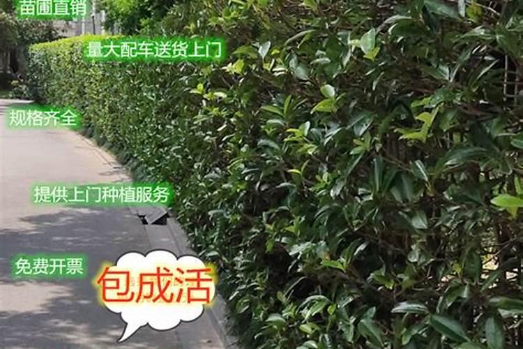 院内栽什么树好风水 庭院里种树风水解析