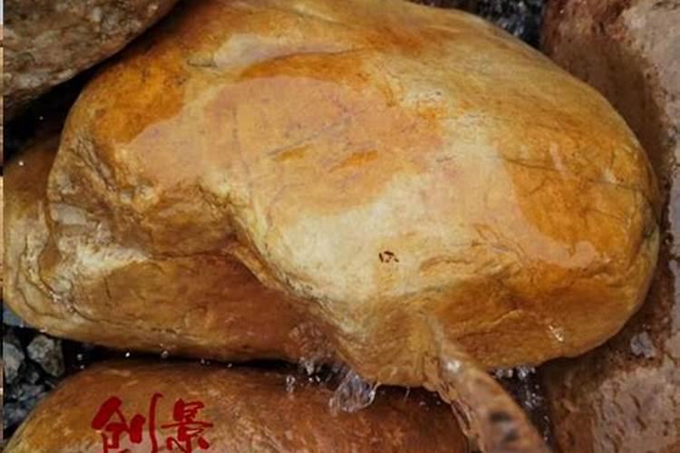办公室风水鱼养几条
