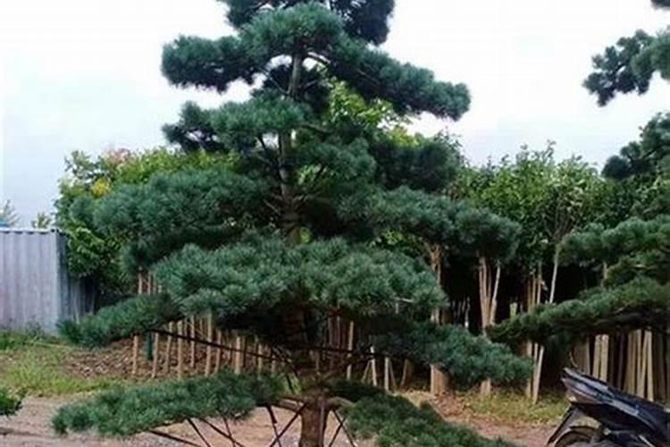 柏树在家里种吉利吗